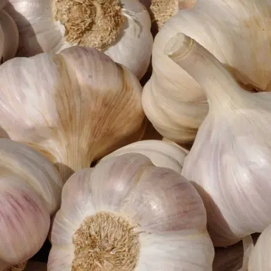 Fresh Garlic
